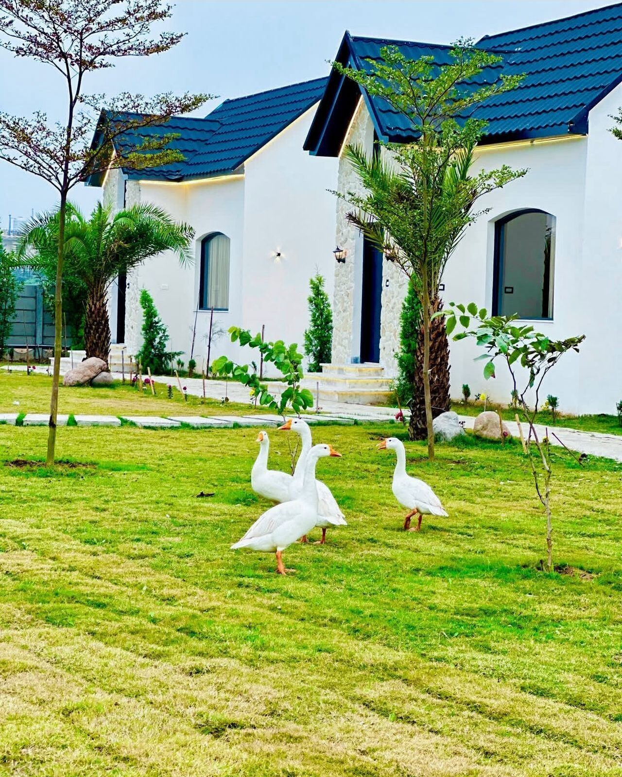 A white building with a blue roof and a small garden with grass and trees.