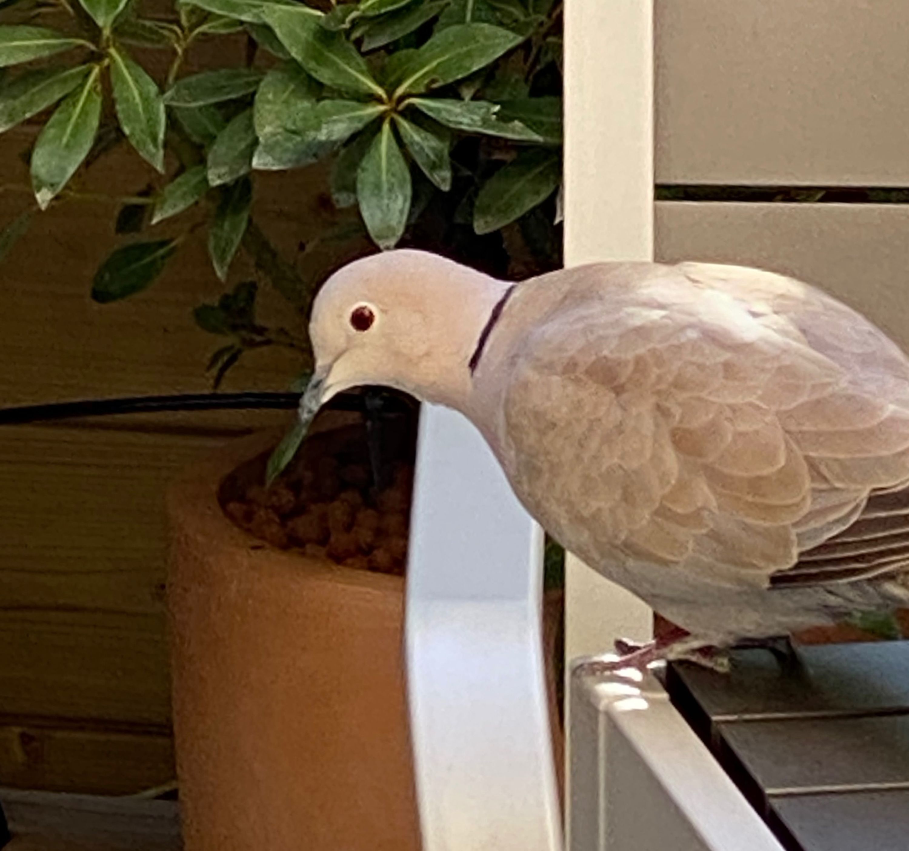 Un pigeon était perché sur une rambarde blanche, à côté d’un distributeur de nourriture.