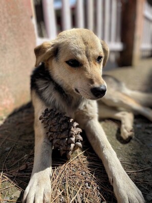 Animaux de compagnie acceptés