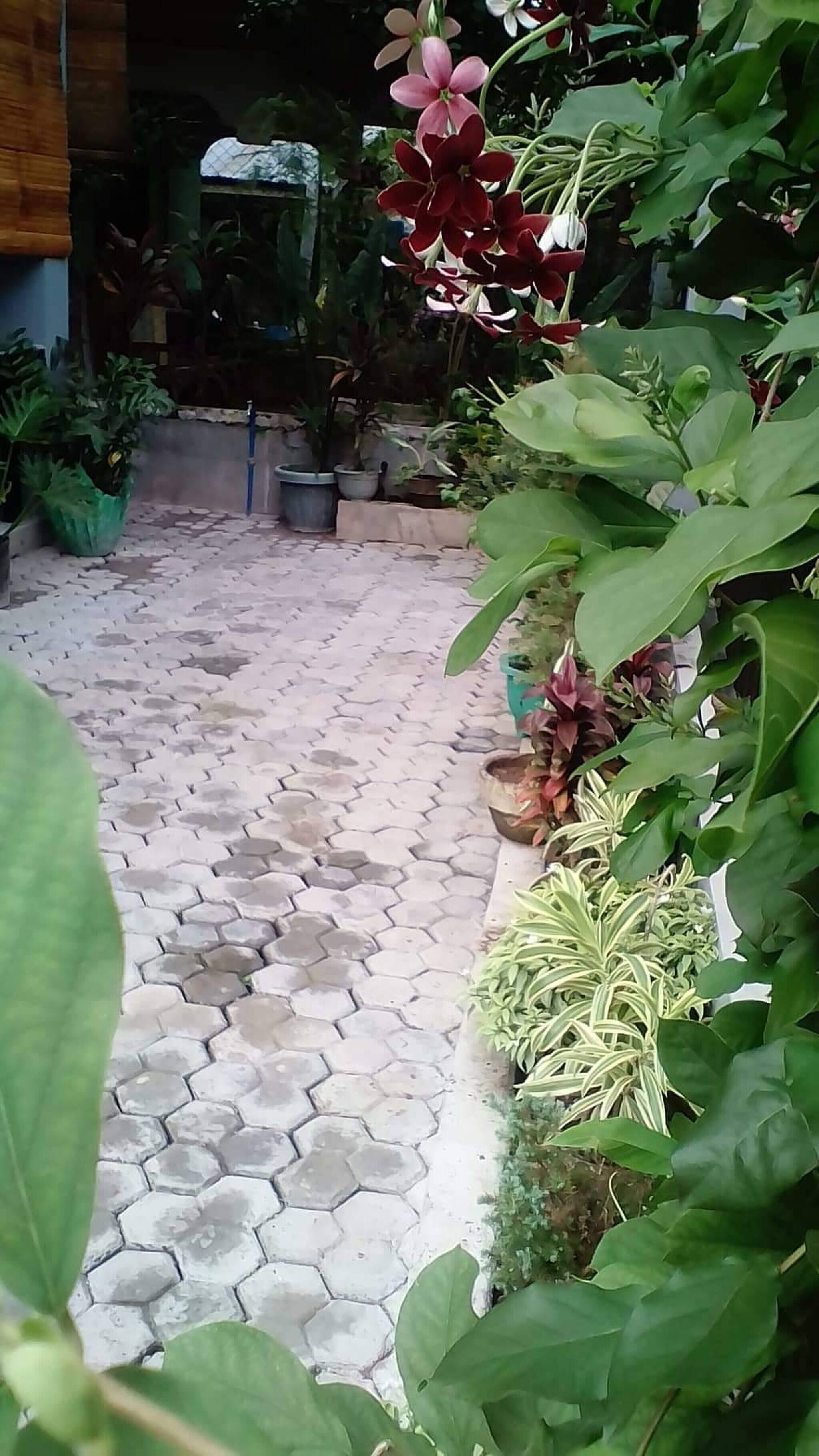 Un sendero pavimentado que atraviesa un jardín con plantas en macetas y abundante vegetación.