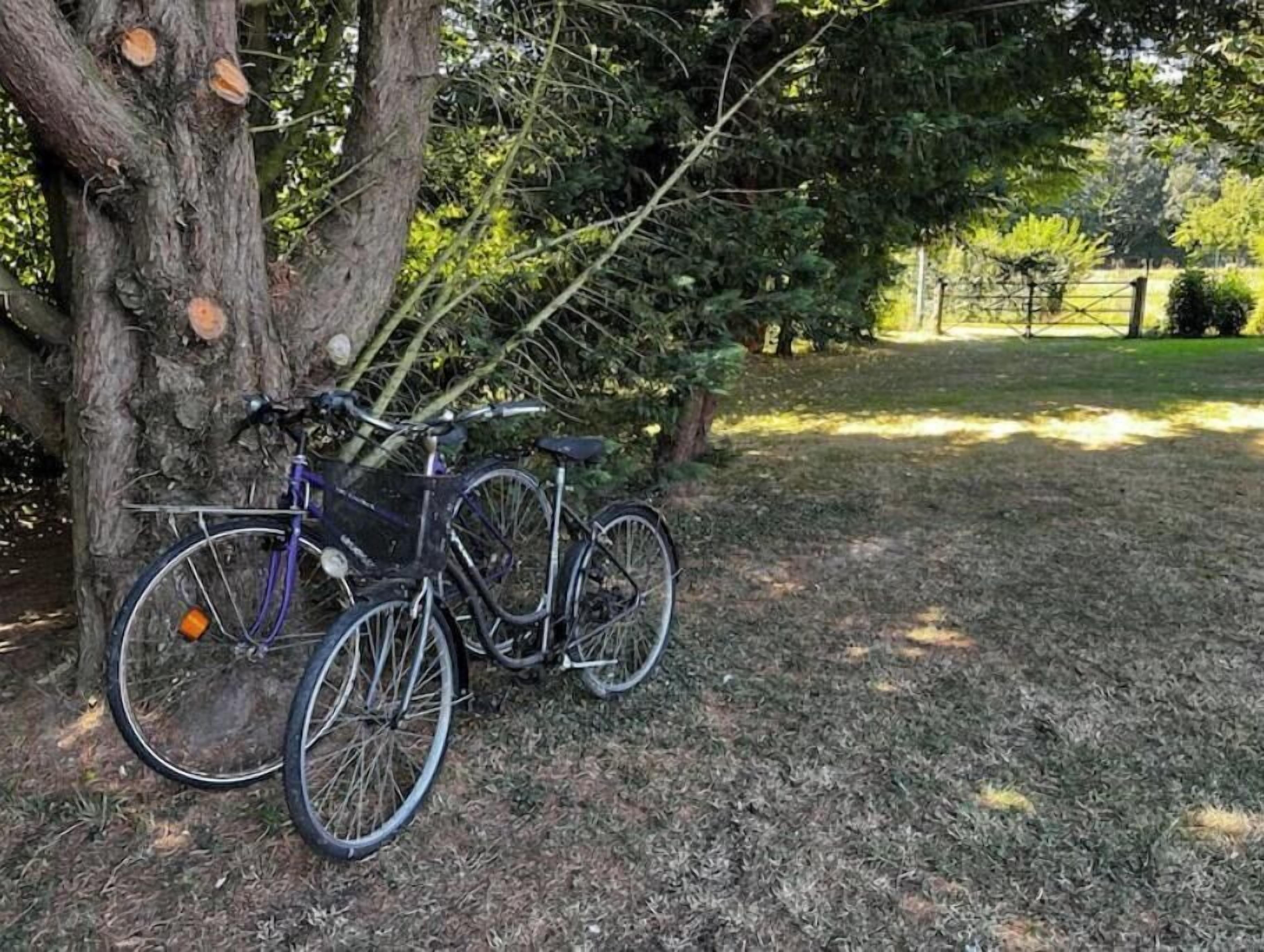 A bicycle parked against a tree in a grassy area.