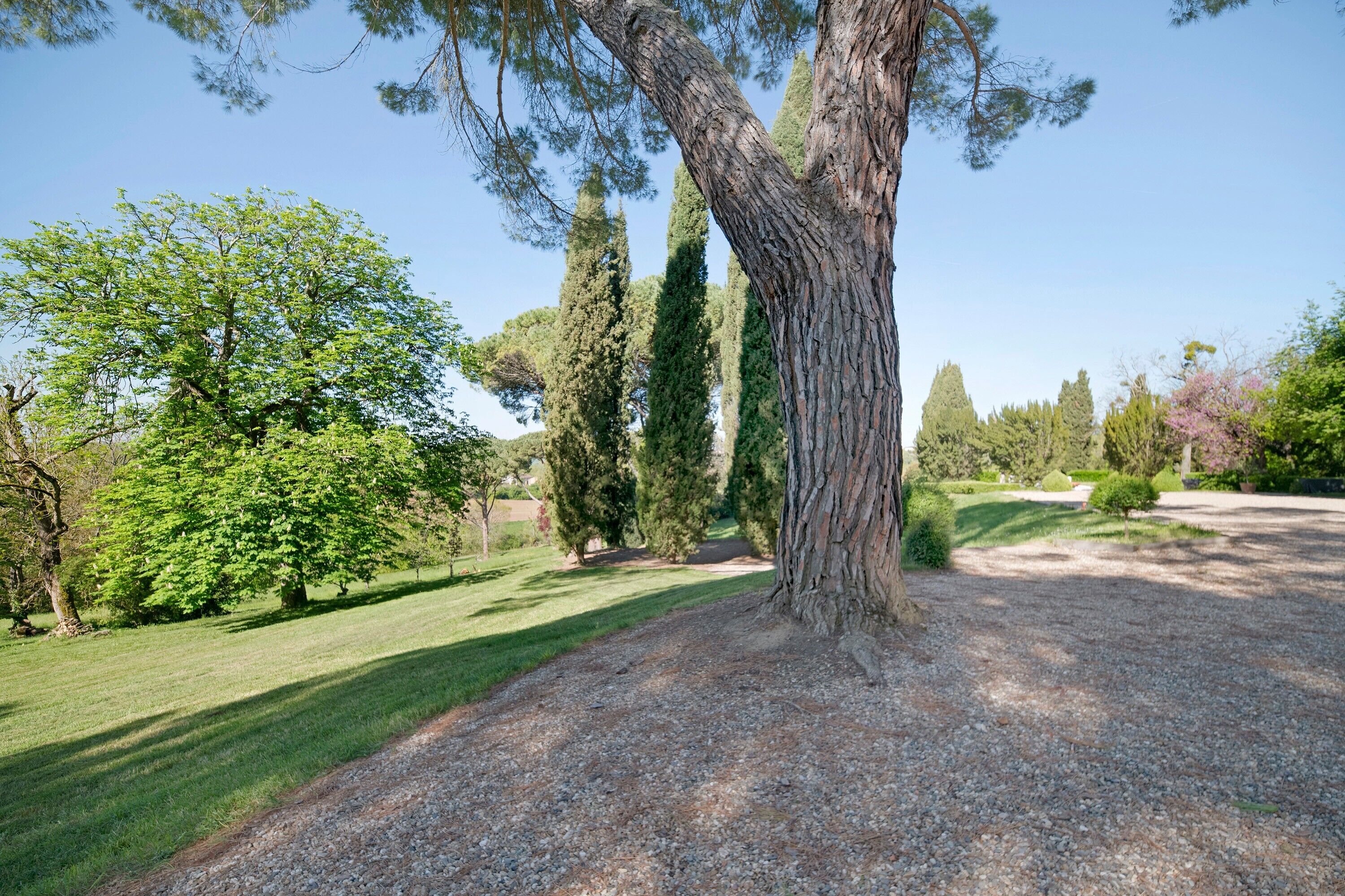Un sentier bordé d’arbres, recouvert de gravier, entouré d’une végétation luxuriante et d’arbres imposants.