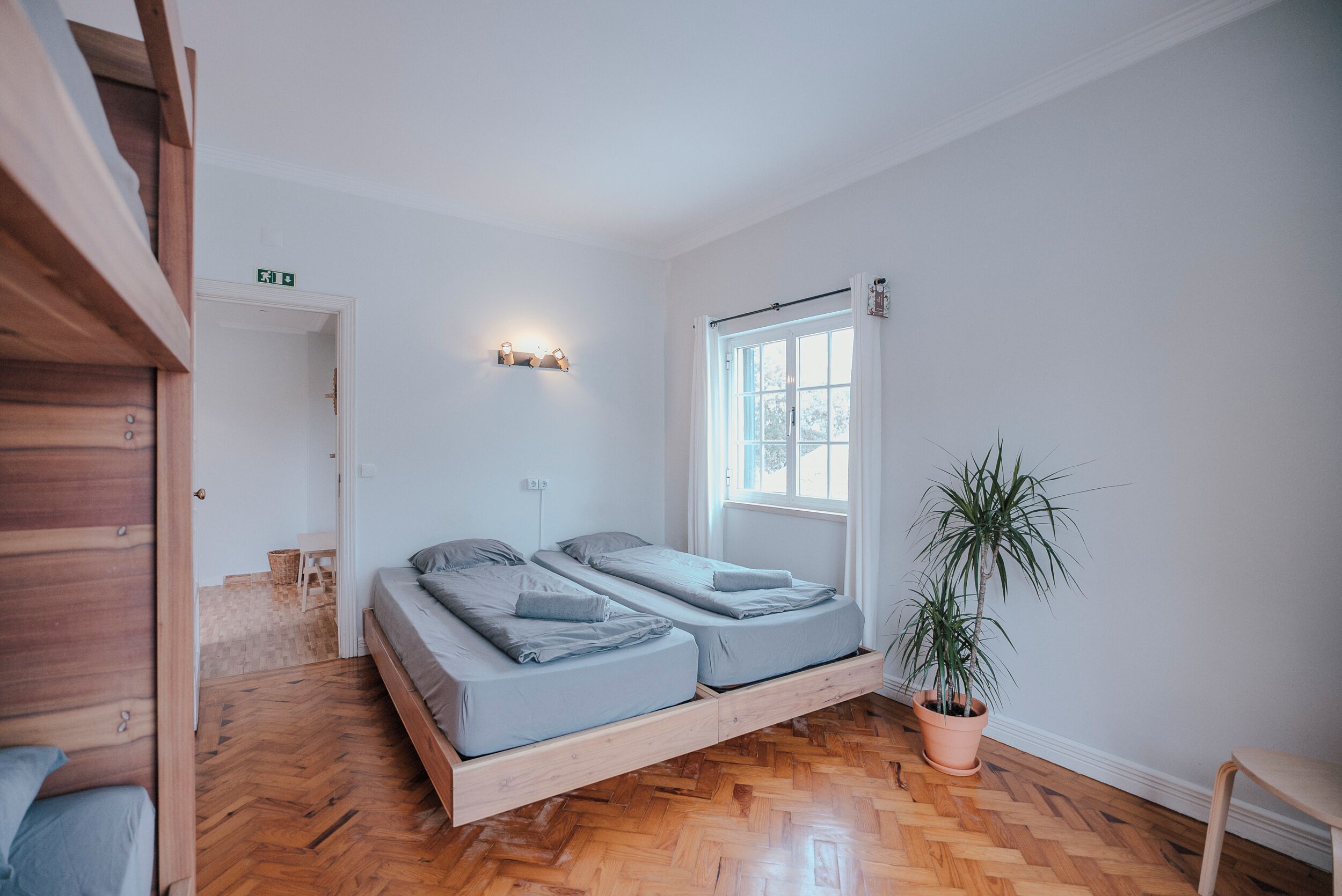 A room with a wooden floor, two beds with grey bedding, a potted plant, and a window with curtains.