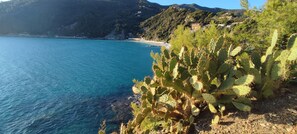 A coastal landscape with a clear view of the sea, a beach, and a cactus plant in the foreground. - Nice apartment near the sea convenient to all services with parking space (Moneglia)
