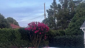 A rectangular swimming pool with a waterfall feature, surrounded by lush greenery and flowering plants. - Family Beach House 4 blocks from Beach (Sea Girt)