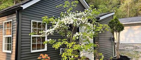 A small house with a dark siding exterior, a window with white trim, and a tree with white flowers in the front yard.