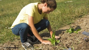 Une personne accroupie dans l’herbe, en train de planter un jeune plant.