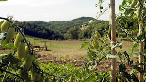 Un vignoble où les vignes, aux feuilles vertes, sont soutenues par des tuteurs en bambou.
