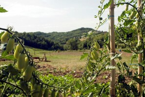 Unclassified image, 2 of 13, button - ca' D'la Pèisa (Odalengo Grande)