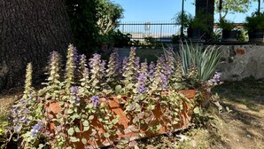 A garden with a variety of plants and a large tree. - Olinda House in Lazise (Lazise)