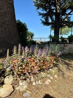 A garden with a variety of plants and a large tree. - Olinda House in Lazise (Lazise)