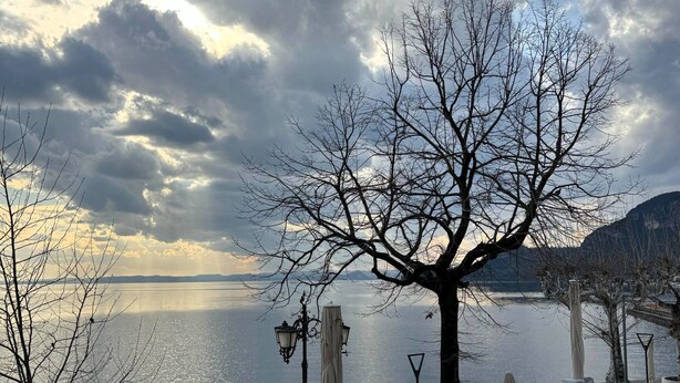 Un café frente al agua con terraza, un árbol grande y vistas al mar.