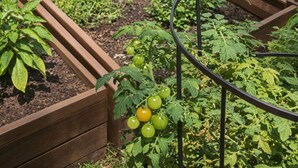 Un jardín con jardineras elevadas, césped y un muro de ladrillo.
