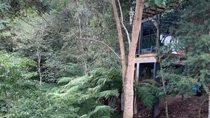 Um edifício moderno com fachada de vidro cercado por floresta densa.