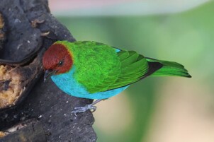 Un pájaro con la cabeza roja, el cuerpo verde y las alas azules posado en una rama.