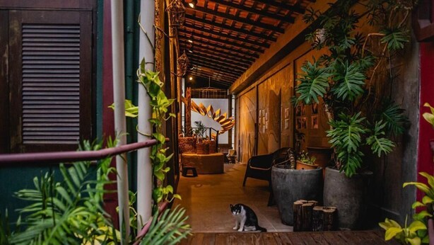 A wooden interior with a cat, potted plants, and a rustic ceiling. - Cas'Amazonia Brasil (Belém)