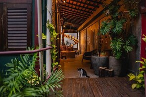 Un intérieur en bois, avec un chat, des plantes en pot et un plafond rustique.