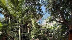 Un chemin de pierres qui traverse un jardin luxuriant, où l’on trouve différentes plantes tropicales, et un banc en bois.