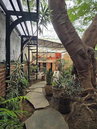 Terrace/patio. Casa del Árbol Hostel Xochimilco