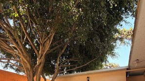 Un patio con sillas de plástico azules, una mesa y un árbol que da sombra.