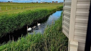 Vista de un canal con cisnes y patos, rodeado de vegetación y casas al fondo.