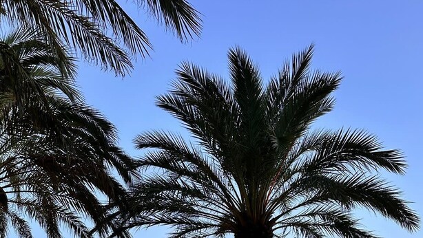 A beach with a single palm tree and a clear view of the ocean. - Dedans-dehors - 10 min from the beach, wifi, air conditionated (Bormes-les-Mimosas)