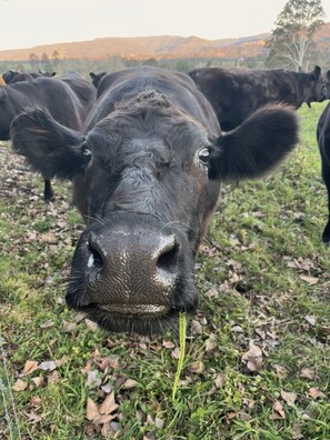Una vaca pastando en un campo con una montaña al fondo.