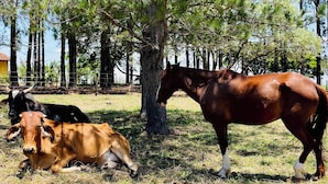 A horse and two cows in a grassy area with trees and a fence.