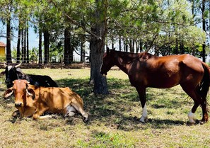 Uklassifisert bilde, 5 av 6, knapp