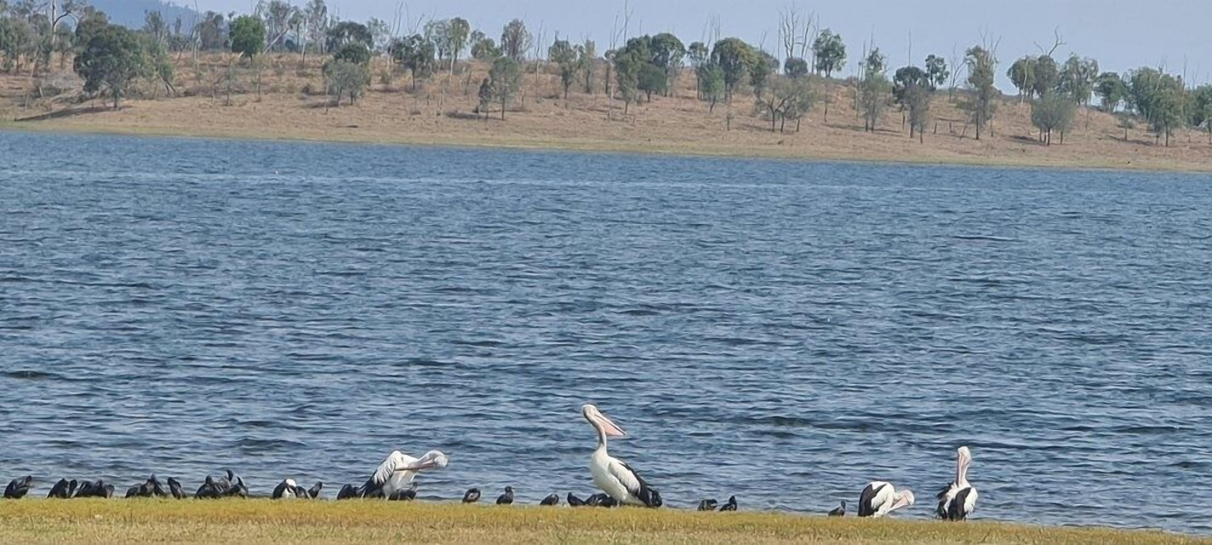 A group of pelicans by a lake with a dry, grassy shoreline and sparse trees in the background.
