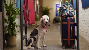 A dog sitting on a cart with a suitcase and a bag in a hallway with potted plants and artwork on the walls. - Apartment Lower Level (Panama City)