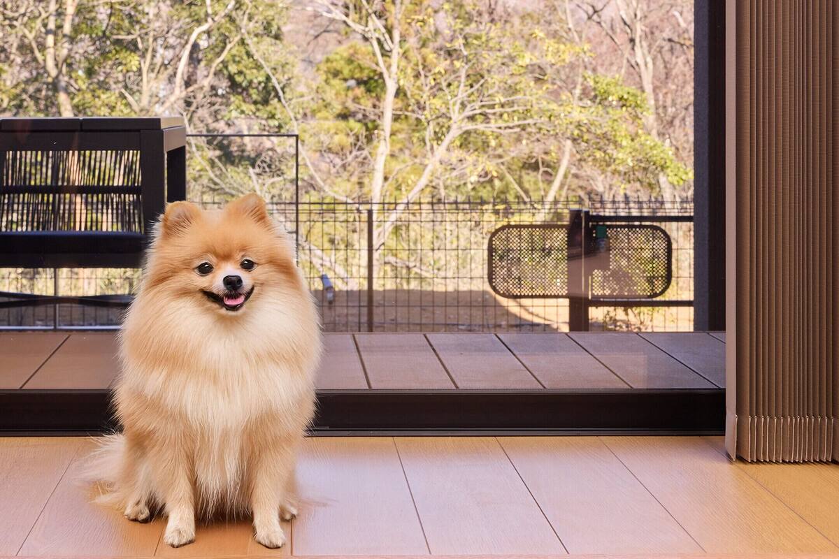 A Pomeranian dog sitting on a wooden deck with a view of a fenced garden and a bench.