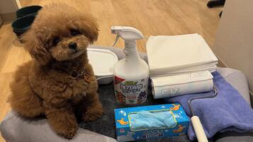 A small brown dog sitting on a gray pet bed with a water bowl, a spray bottle, a pack of diapers, and a blue box with a white brush.