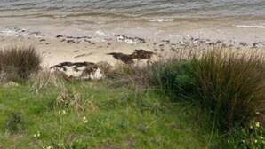 A beach with a sandy shore and grassy areas in the foreground. - Bruny Seaview Escape Alonnah (Alonnah)
