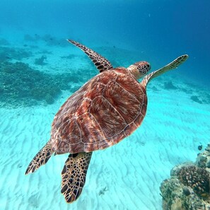 Een zeeschildpad zwemt in helderblauw water.