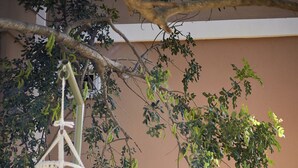 Property grounds - Niş Söğüt (Marmaris)