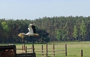 Miscellaneous - Awesome apartment in Szlachta (Szlachta)