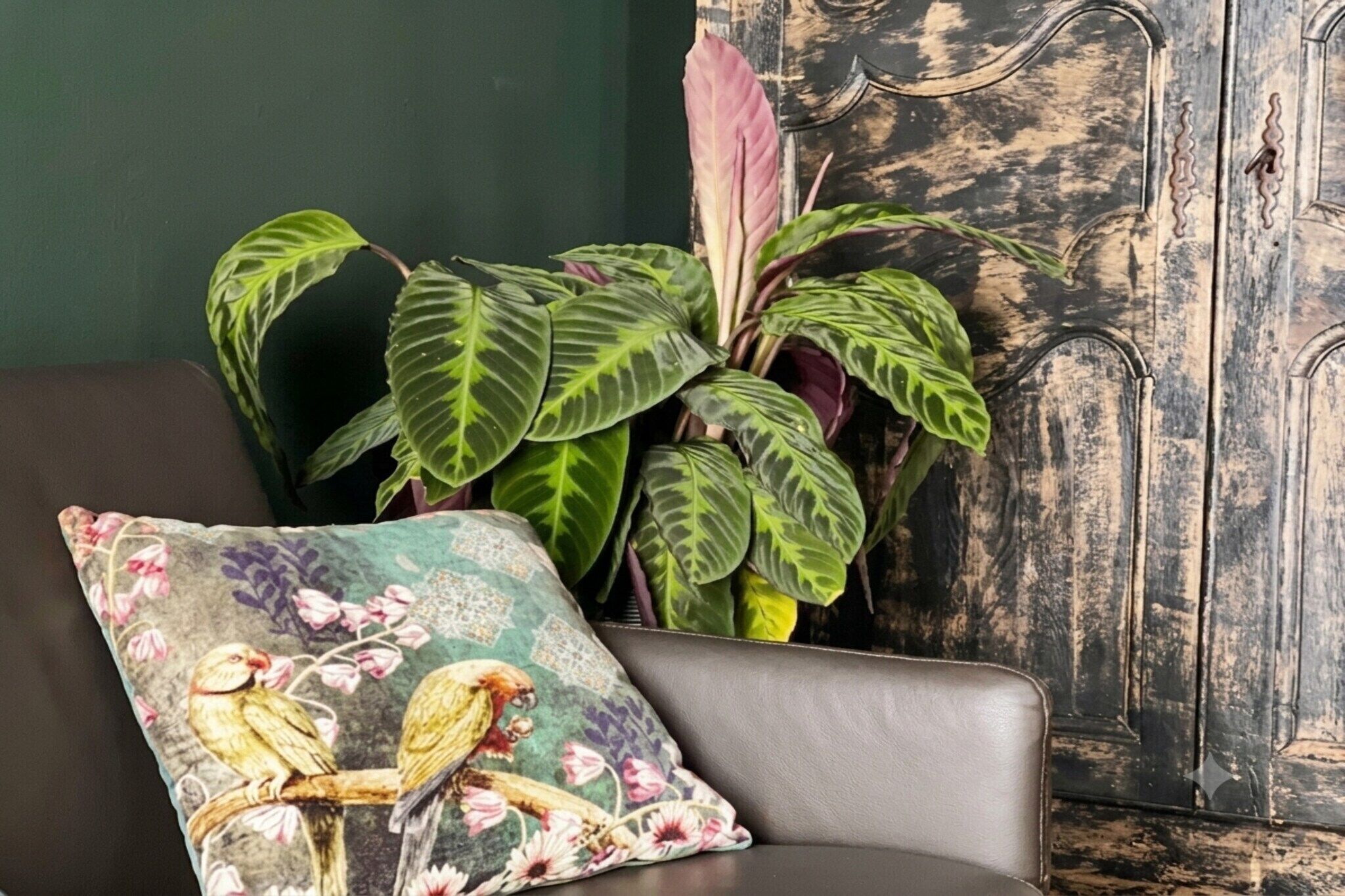 Una habitación con una pared verde oscuro, una planta grande en maceta de hojas variegadas, un cojín floral con pájaros y un aparador de madera rústica.