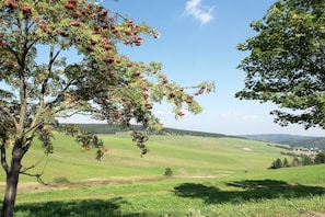 Un árbol con frutos rojos en un campo verde.