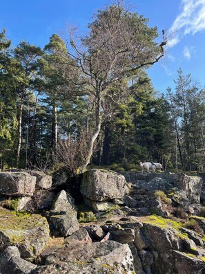 Unclassified image, 4 of 19, button