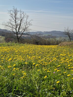Miscellaneous - THE CHARM OF THE COUNTRYSIDE (Saint-Avit)