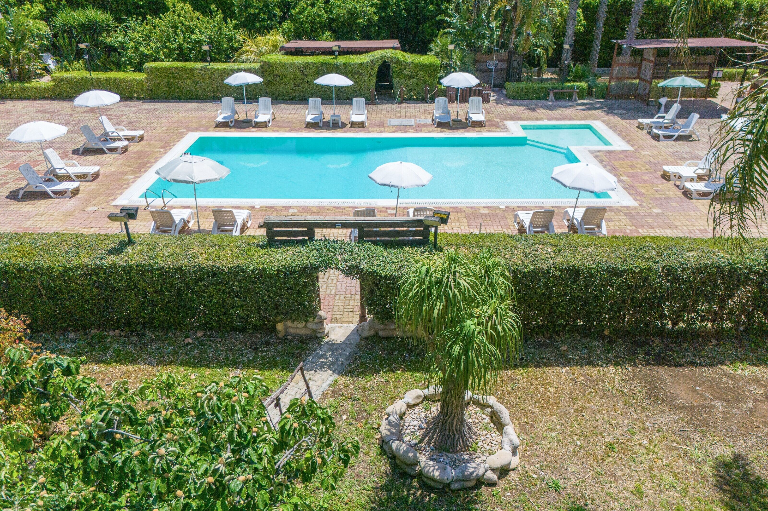 Une piscine entourée de haies et d’un palmier, avec des chaises longues et des parasols.