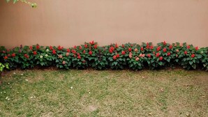 A garden with a variety of red and white flowers along a wall. - Beltola Lodge - a serene homestay (Guwahati)