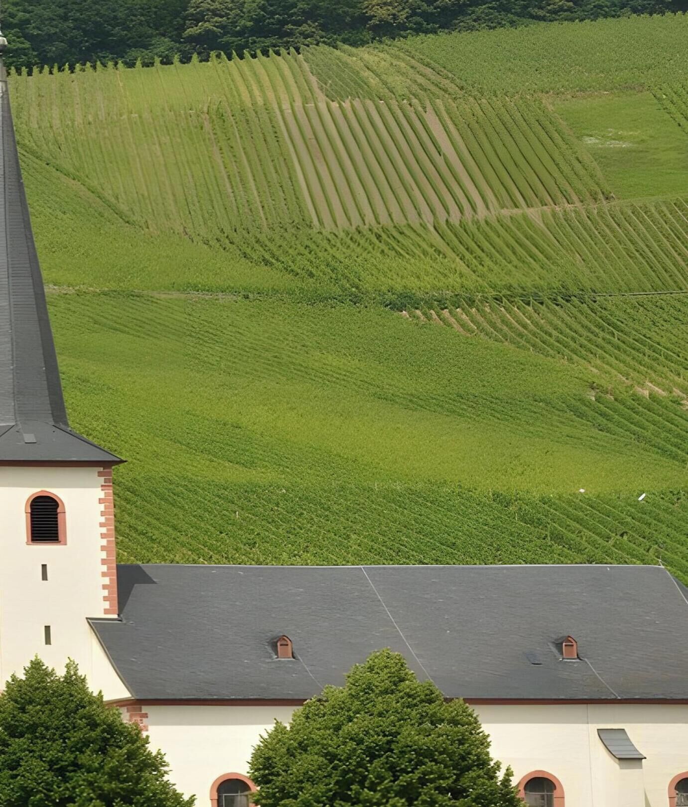A building with a steep roof and arched windows, surrounded by a vineyard.