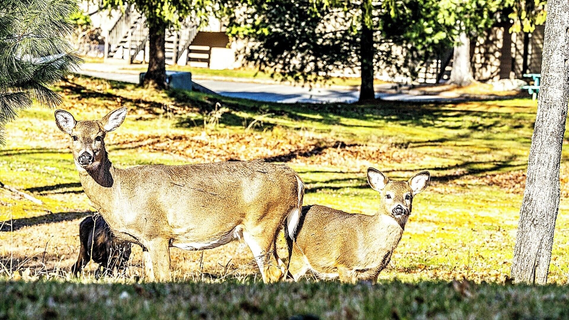 A park with two deer standing on grass, trees, and a bench in the background.