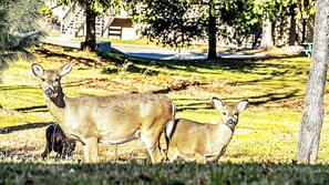 Unclassified image, 2 of 22, button