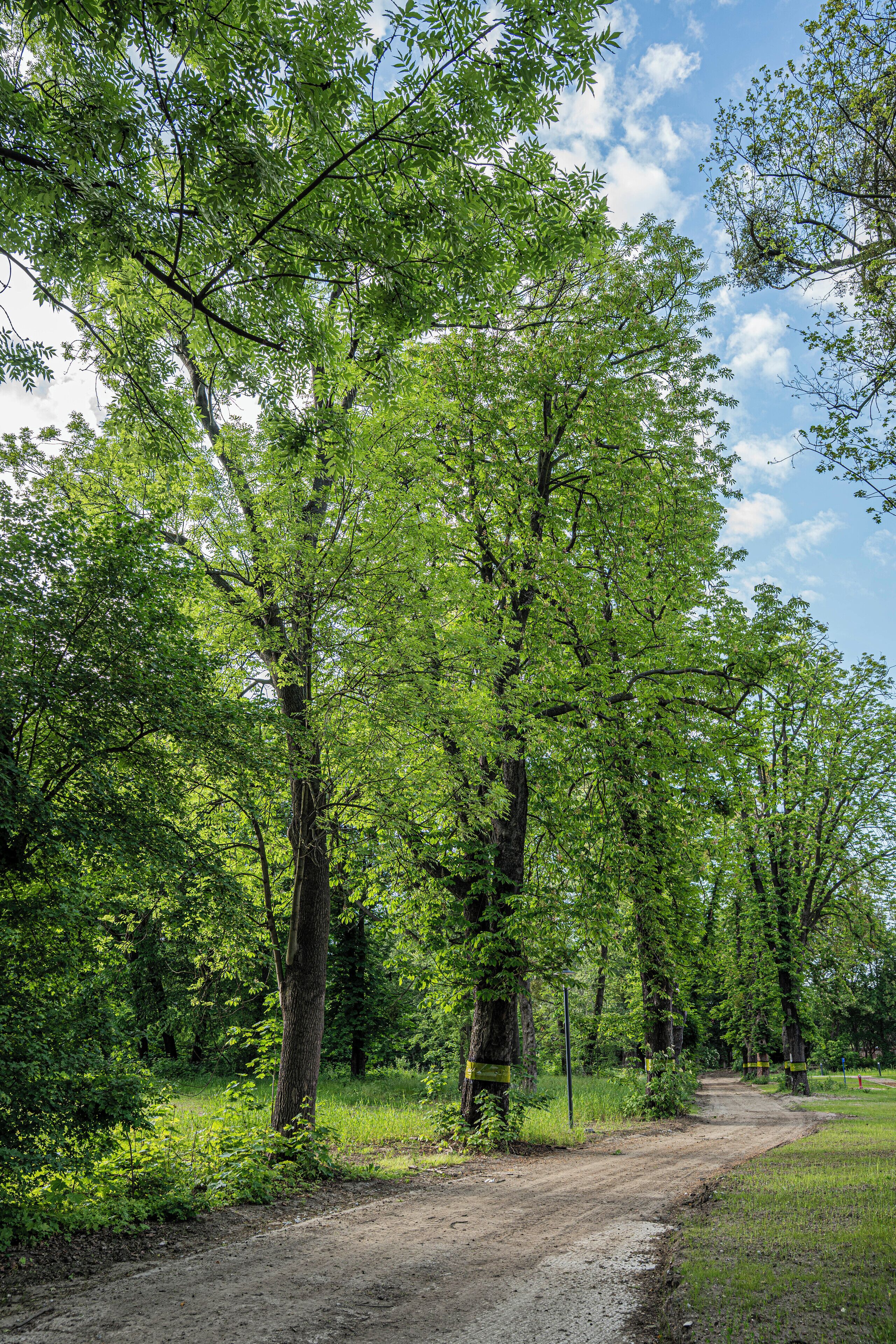 A dirt path surrounded by tall trees in a forested area.