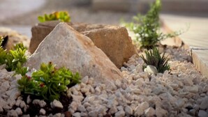Un jardín rocoso con diversas plantas y piedras.
