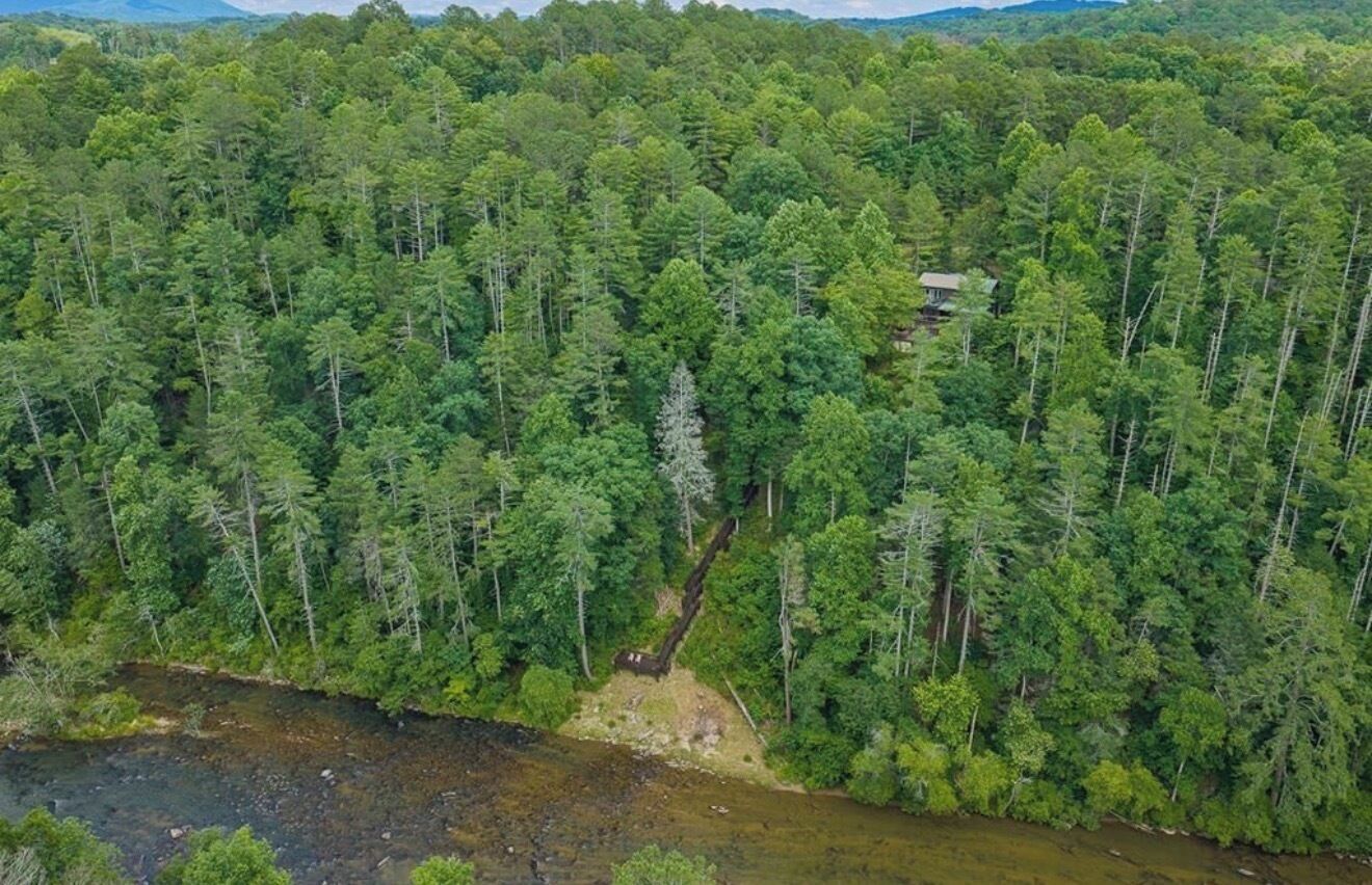 A dense forest with a small house surrounded by tall trees.