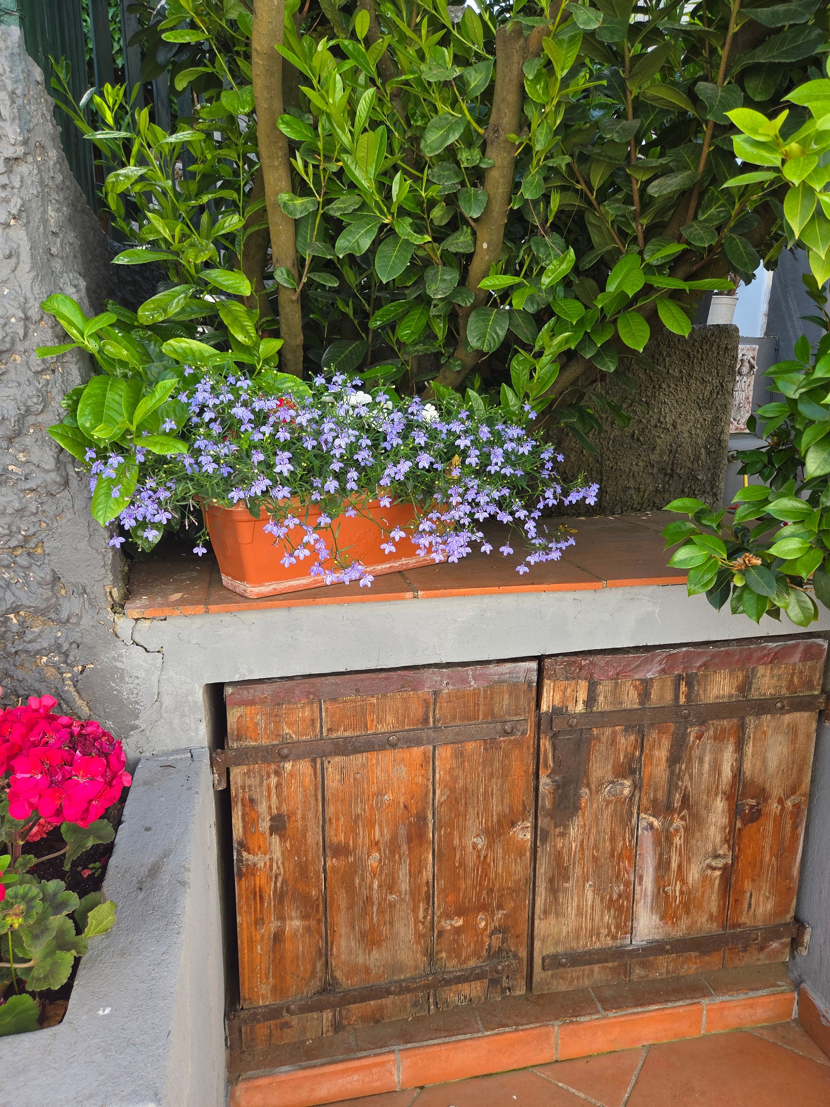 Área de jardim com um banco de madeira, planta em vaso com flores roxas e um muro de pedra.